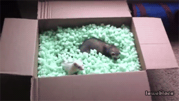 tumblr_n2f75qrqRT1rboaw5o1_400.gif