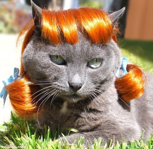 tumblr_mub7nuiE4N1qh66wqo9_500.jpg