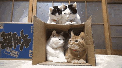 X5sY8tm.gif