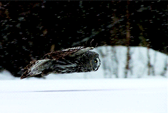 tumblr_mti5glEzeO1sh9h80o1_250.gif