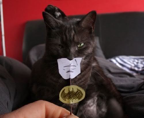 batman_cat.jpg