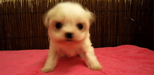 tumblr_lole36sSHs1qfslj3o2_500.gif