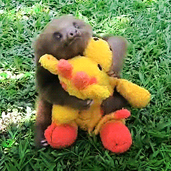 tumblr_m64zqsXNXa1qbtlcco4_250.gif