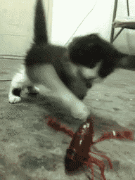 g2dlnqE.gif