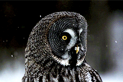tumblr_mti5glEzeO1sh9h80o3_250.gif