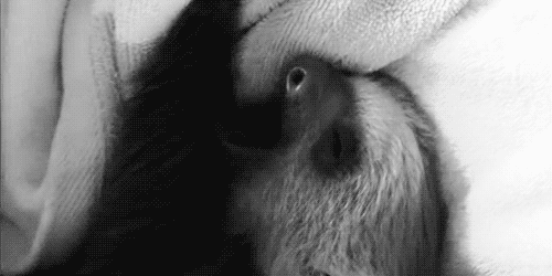 tumblr_inline_mfe65mS9pr1r6xsdp.gif
