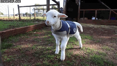 tumblr_mszksbVbhW1qhry21o1_400.gif