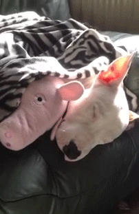 tumblr_n1s63eyazq1r3gb3zo1_250.gif