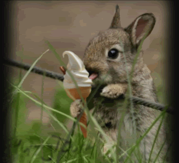 th_SquirrelIceCreamCone.gif