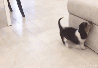 tumblr_oo8le43Mk61w5jhxko1_400.gif