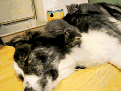mW5Nm.gif