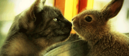 P0QFSml.gif