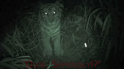 S10dT.gif