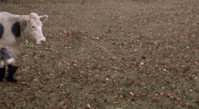 9fA7PoP.gif