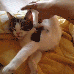 tumblr_n4pkv8P4I11sswgzoo2_250.gif