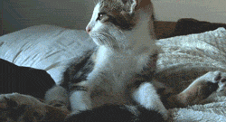 tumblr_msao3ucsMe1s14nvmo1_250.gif