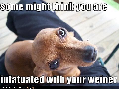 funny-dog-pictures-infatuated-with-.jpg