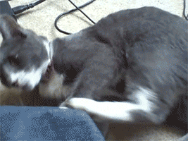 tumblr_mu3q0dIMYt1r4bkcso1_400.gif