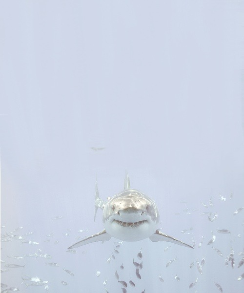 tumblr_mz9cu1UMfN1so972bo1_500.jpg