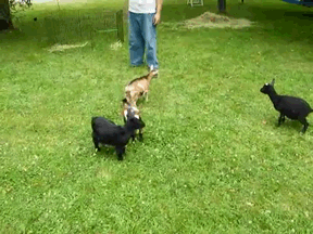 d4mGp.gif