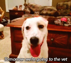 tumblr_n4ar9t2eWa1qhccx4o2_250.gif