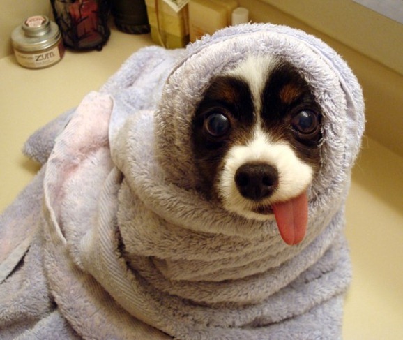Herp-Derp.jpg