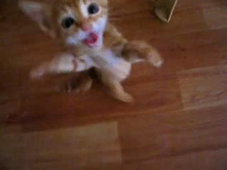 wEjf3.gif