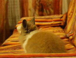 tumblr_mmyn5to15Q1rrr1sso1_400.gif