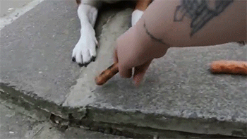 tumblr_n578ayDOM11rc7zl1o3_400.gif