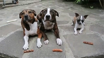 tumblr_n578ayDOM11rc7zl1o4_400.gif