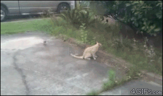 tumblr_mn9wh0Ouu41qdlh1io1_400.gif