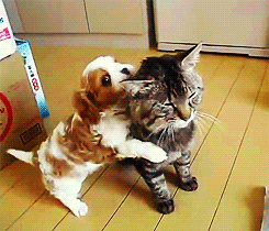 tumblr_m33vf7mmUR1qkuelqo1_250.gif