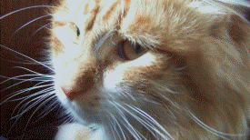 uheUYzW.gif
