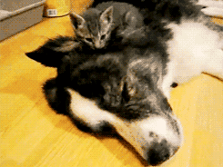 OAQv8.gif