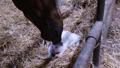 rNVYnq9.gif