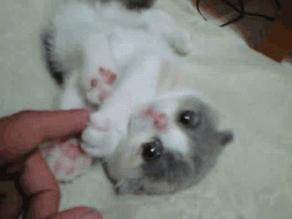uisDm3L.gif