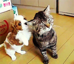 tumblr_m33vf7mmUR1qkuelqo3_250.gif