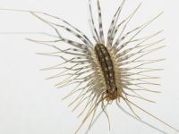 HouseCentipedeThumbnail.jpg