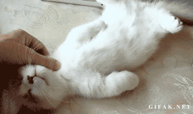 tumblr_ms7uzosRC31s14nvmo1_400.gif