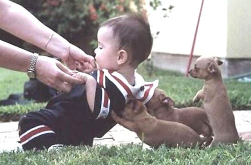 helpful-puppies.jpg