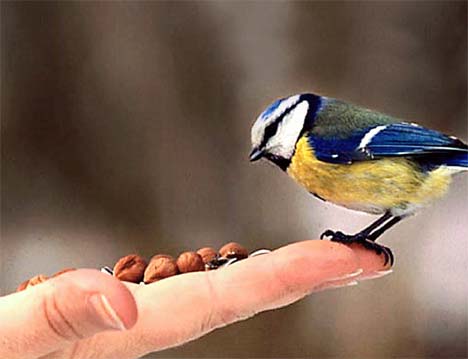BluetitDM_468x359.jpg