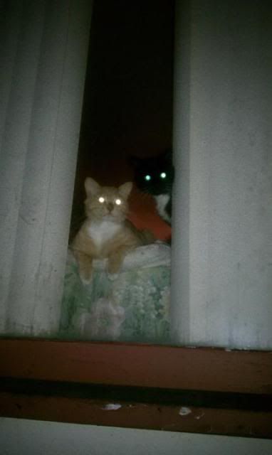 cats.jpg