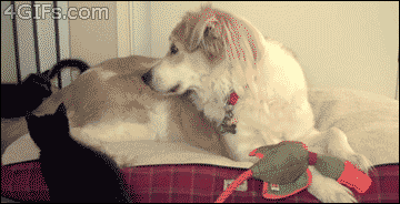 47b3gLZ.gif