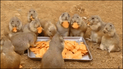 tumblr_n9hx0jSz8A1s02vreo1_400.gif
