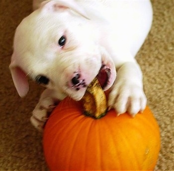 AmericanBulldogPuppyPatch034Pumpkin.JPG