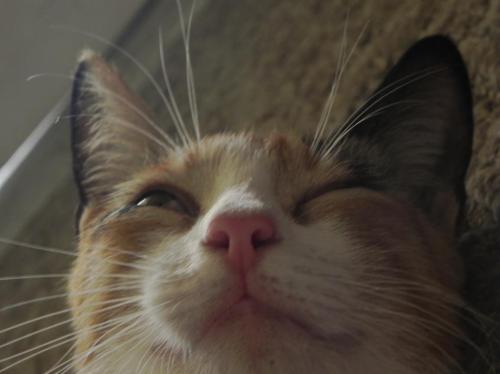 tumblr_mo33wdCI0w1qk4s2co1_500.jpg