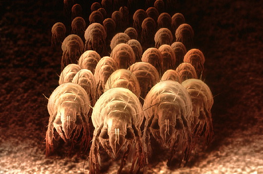 dustmites1.jpg
