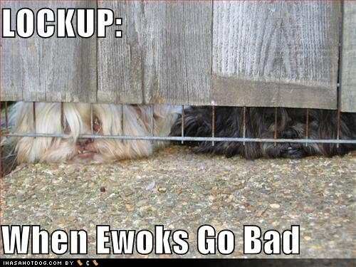 funny-dog-pictures-when-ewoks-go-ba.jpg