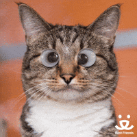 Joke Reaction GIF by Best Friends Animal Society