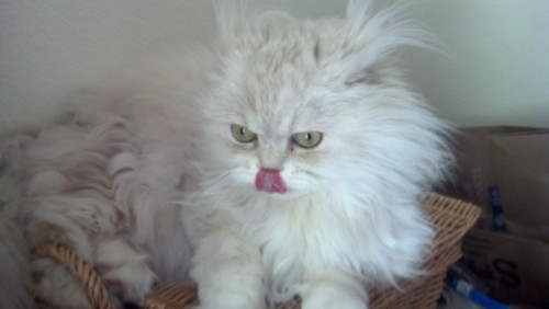 tumblr_mocj7kFPIL1qk4s2co1_500.jpg